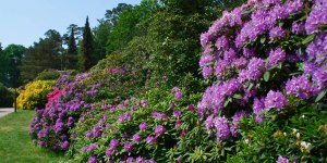 Rhododendron-Park Graal-Müritz Ferienservice-Ostsee.de